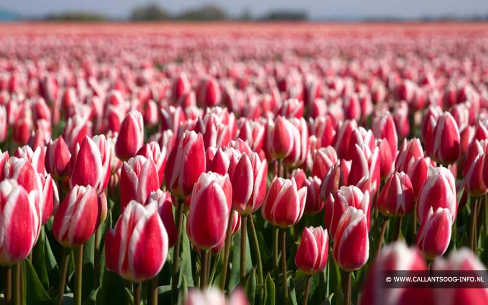 Tulpen Callantsoog