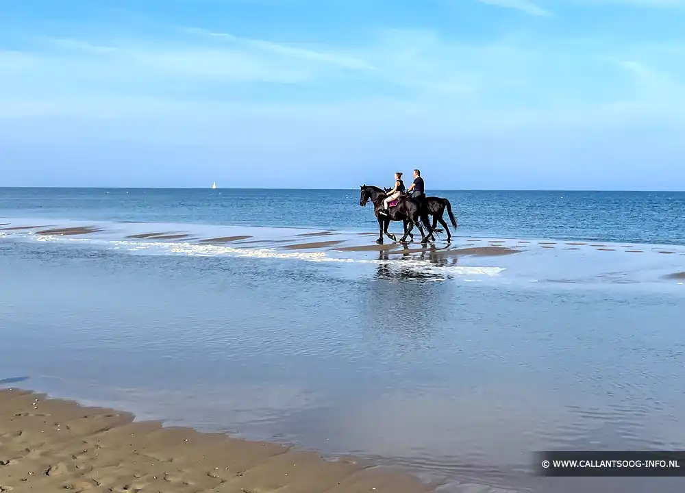 Paardrijden in Callantsoog