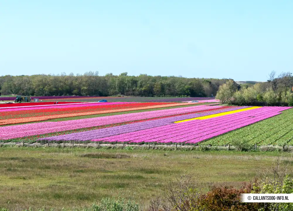 Wandelen door de Uitlandse Polder in Callantsoog.