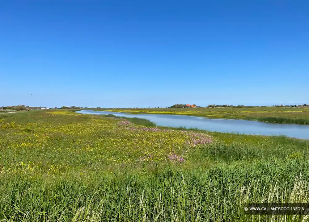 Meertje bij Nollenland Abbestede en de Zandpolder in Callantsoog