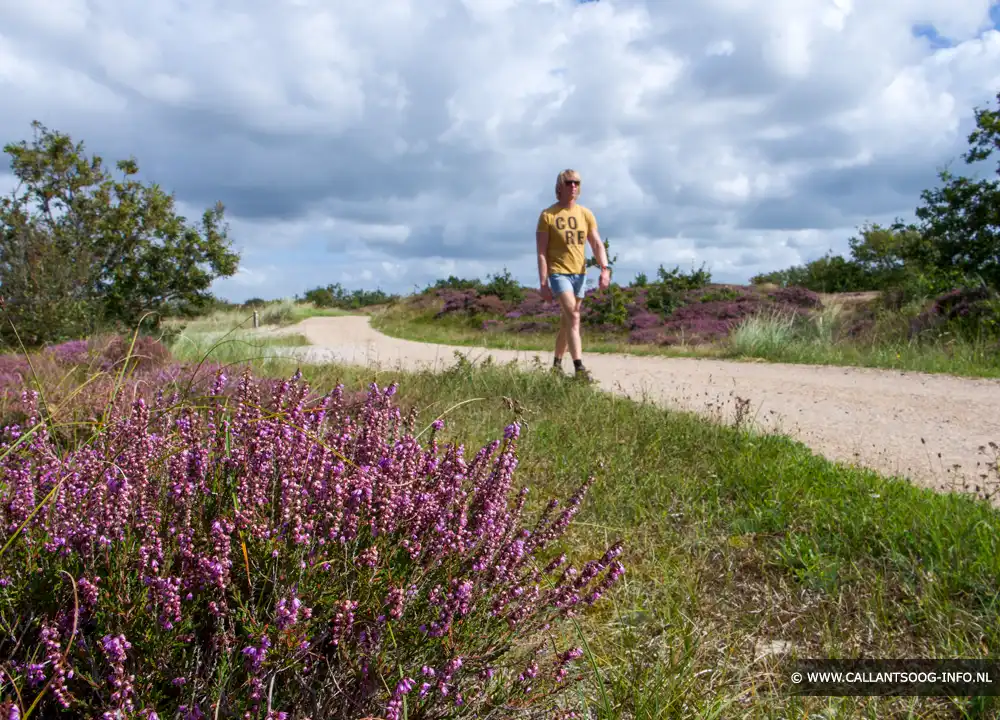 Paarse heide in Het Zwanenwater