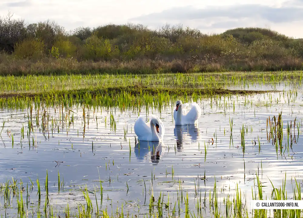 Zwanen in Het Zwanenwater in Callantsoog.