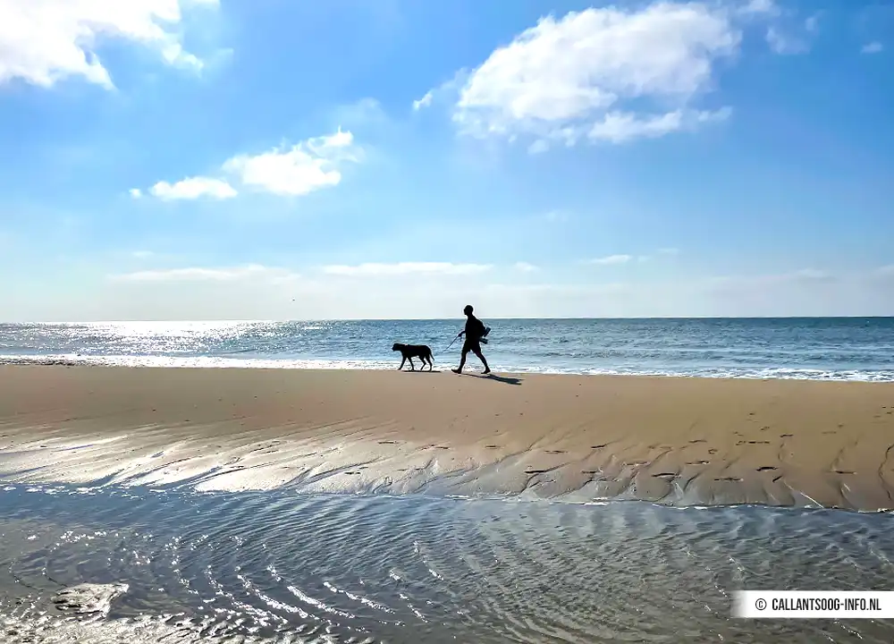 Hund am Strand von Callantsoog