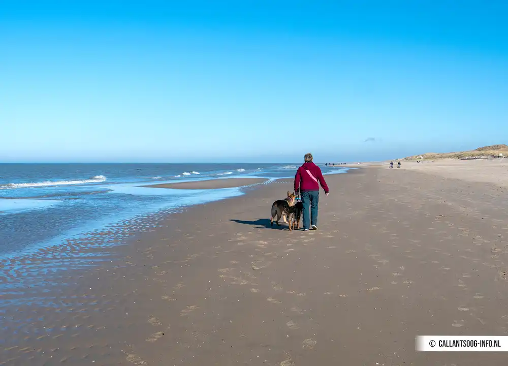Hond aangelijnd op het strand van Callantsoog.