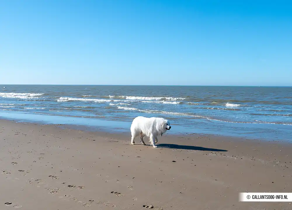 Hond op het strand van Callantsoog