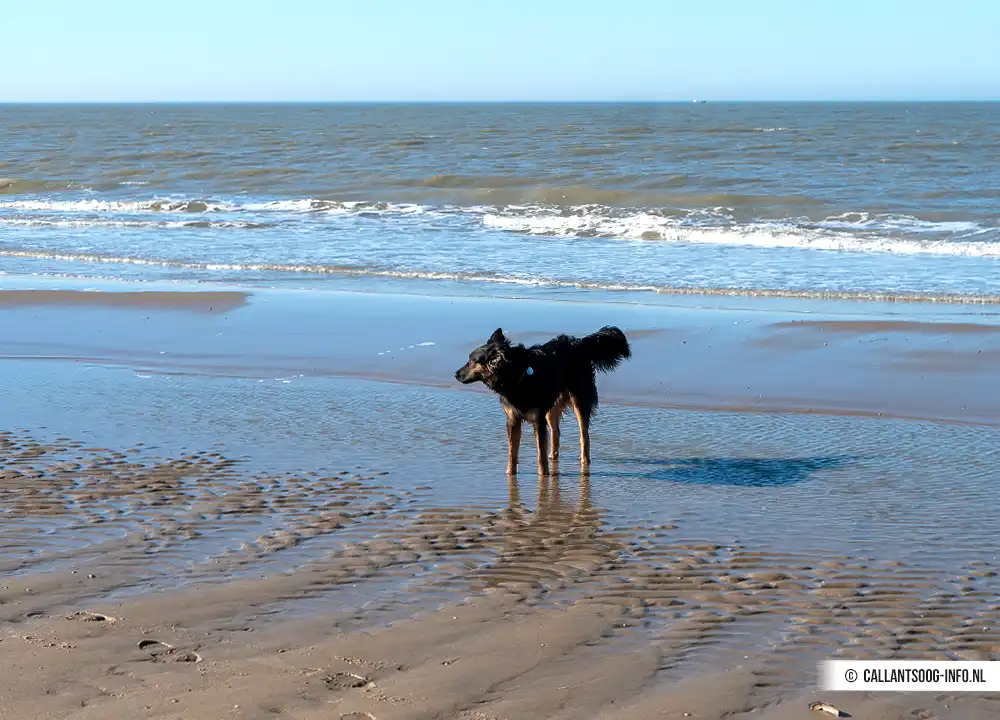Hond op strand van Callantsoog