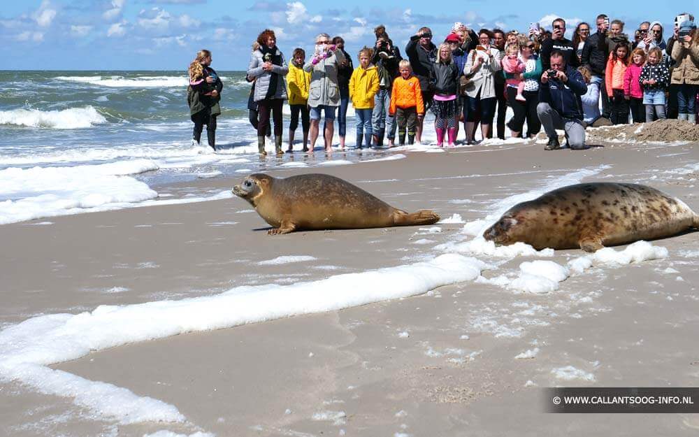 Zeehonden op het strand van Callantsoog