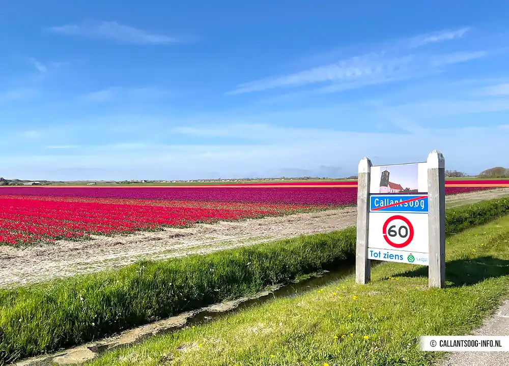 Blumenfelder Callantsoog