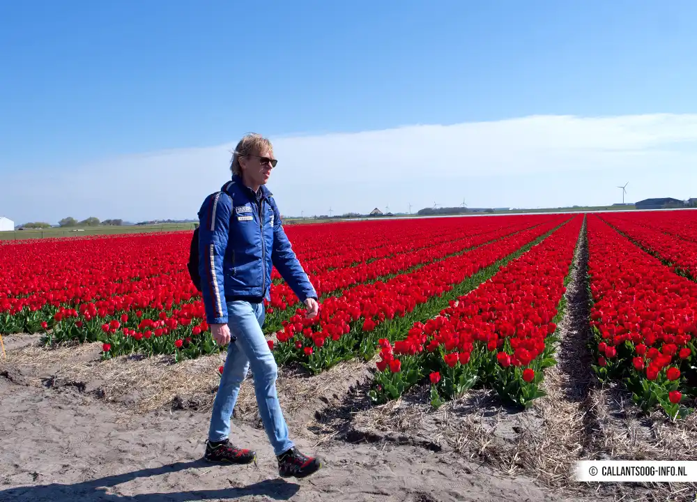 Wandern entlang der Blumenfelder in Callantsoog